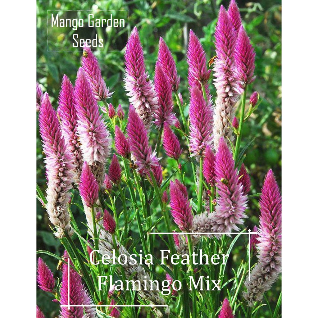 Celosia Flamingo Feather Flower Seeds - 100 Seed *Pot Friendly* Tanam ...