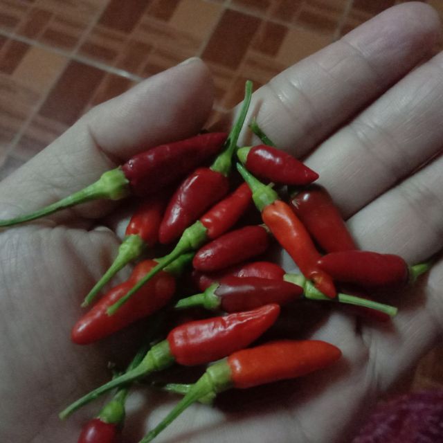 Benih lada cili padi lusung | Shopee Malaysia