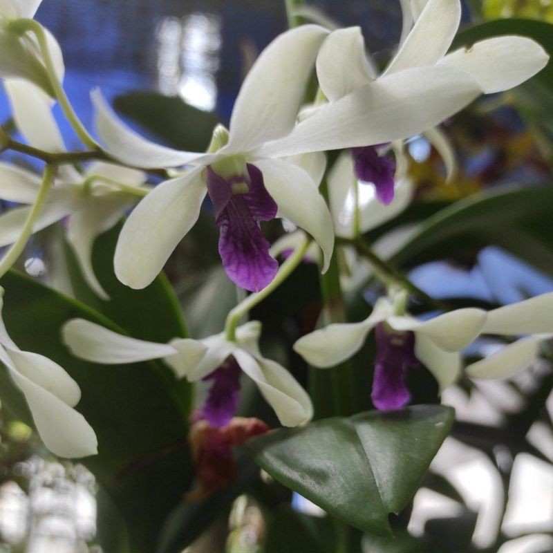 pokok Bunga orkid pelbagai warna | Shopee Malaysia