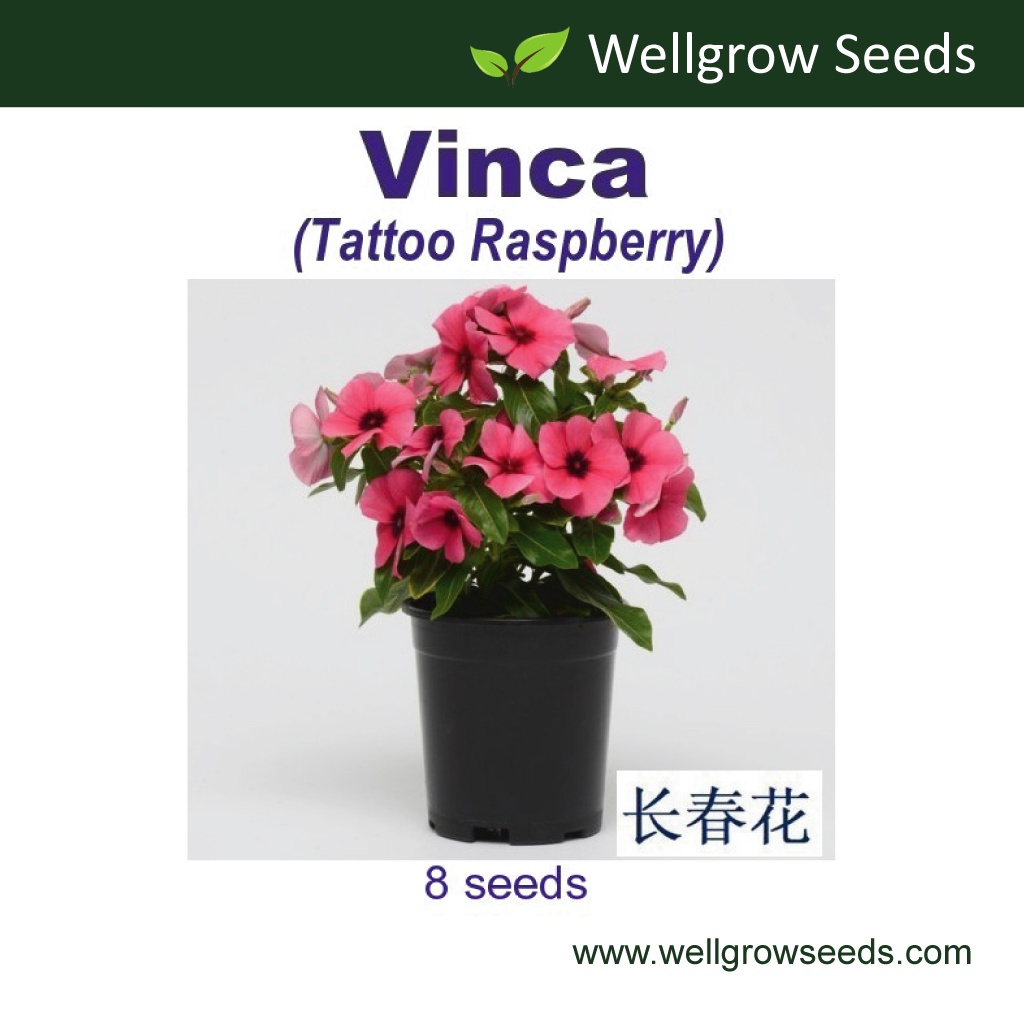 Vinca Tattoo Raspberry (8 seeds) 长春花：黥系列（覆盆子色）Periwinkle Benih Vinca ...