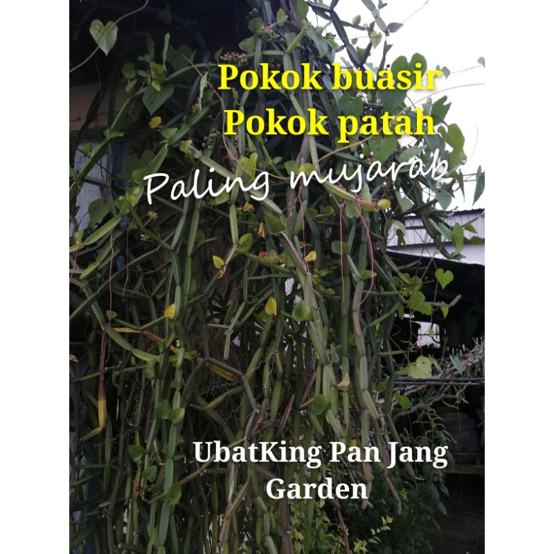 Pokok Buasir Pokok Patah Tulangpokok Katam Seribu四方藤，龙骨草治志疮药 5keratan