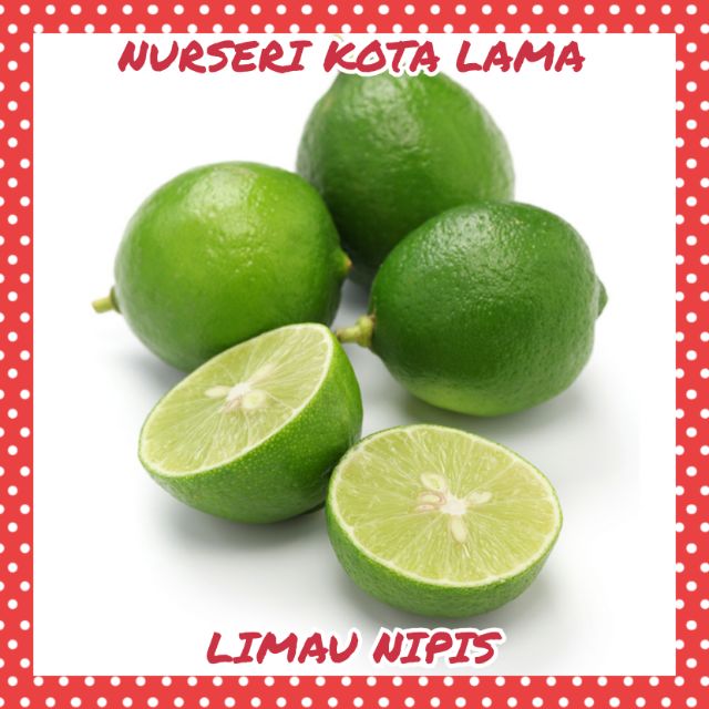 🔥HYBRID🔥 POKOK LIMAU NIPIS TIADA BIJI / Seedless Key Lime Tree / Jambak ...