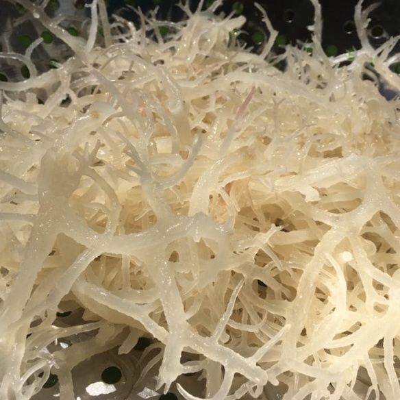 Rong Sun Rong Bien Muoi - Fried Seaweed For Making Desert 200g | Shopee ...