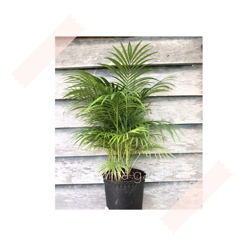 (GG real plant) Jawa palm ^ 2ft tall pokok hidup hiasan rumah live ...