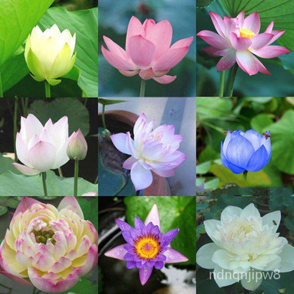 10pcs/bag Lotus Flower Lotus Seeds Aquatic Plants Bowl Lotus Water Lily ...