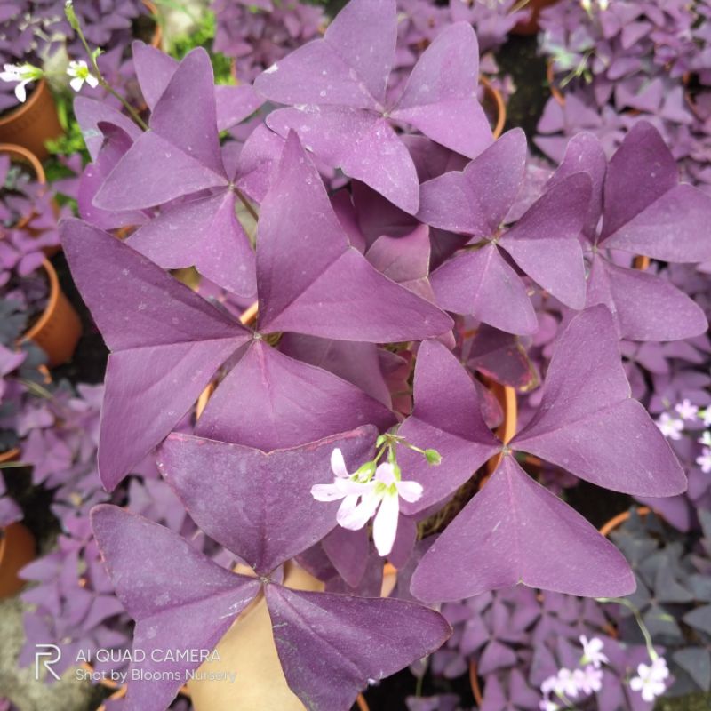 Blooms Nursery Oxalis Triangularis Purple 