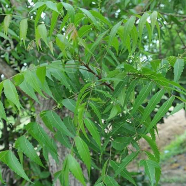 Pokok semambu(buat ubat) | Shopee Malaysia