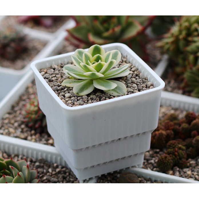 12cm Meshpot Succulent Air Pot Root Control Pot With Holes Square ...