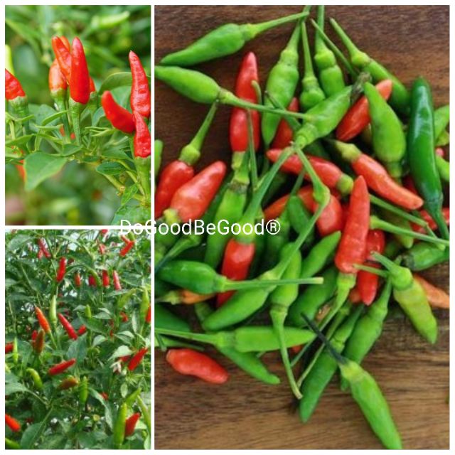 30pcs Birds Eyes Chillies Seeds Biji Benih Cili Padi Kampung Code