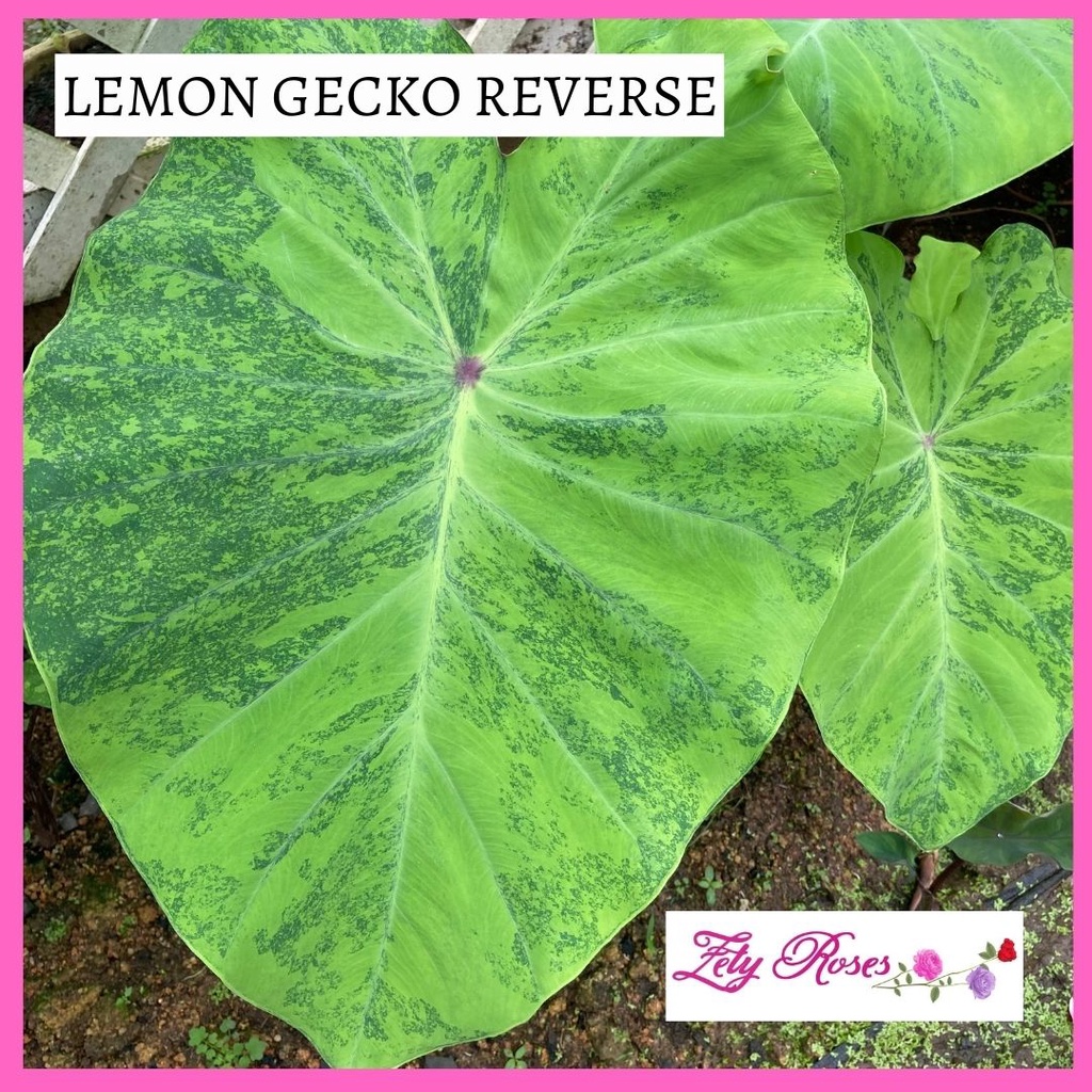 (READY STOCK) KELADI LEMON GECKO REVERSE ZETY ROSES | Shopee Malaysia