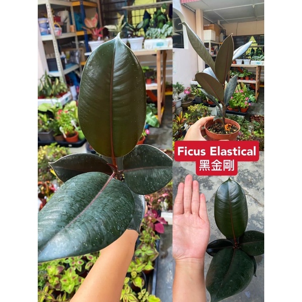 🔥🔥hot Item🔥🔥pokok Ficus Elasticalpokok Getah Anak Pokok Elastical