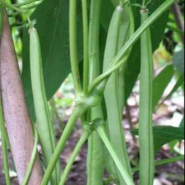 3Qs Garden Heirloom Seeds: French Beans / Kacang Buncis | Shopee Malaysia
