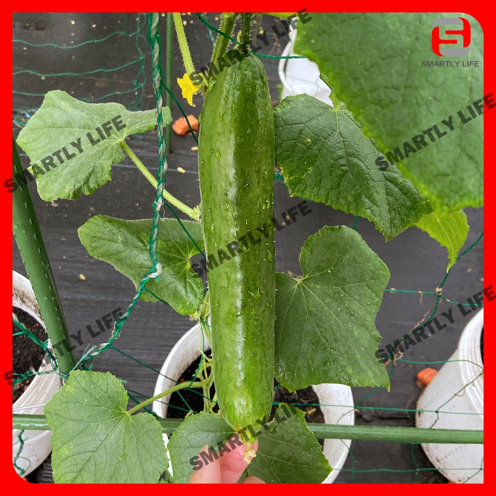 Baba Smart Grow Seed: VE-050 F1 Japanese Cucumber 日本黄瓜 Timun Jepun Biji ...