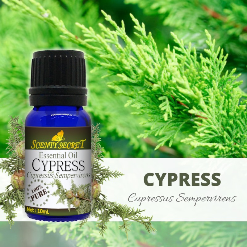 CYPRESS Essential Oil 100 PURE Scenty Secret Aromatherapy Shopee