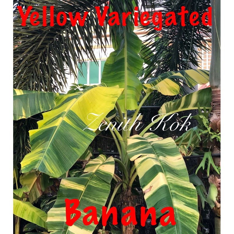 Ice Cream “ Variegated Banana / Pisang AUREA ( plant / pokok ) Shopee