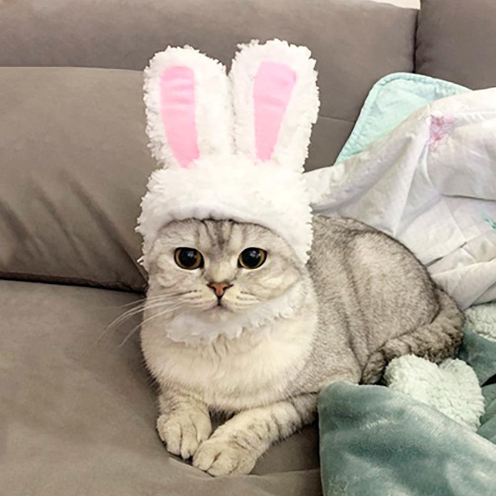 Cat in rabbit costume hotsell