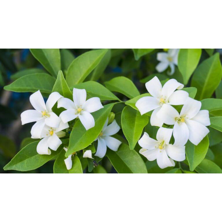 Murraya Paniculata Orange Jasmine real live outdoor plant 月橘 anak pokok ...