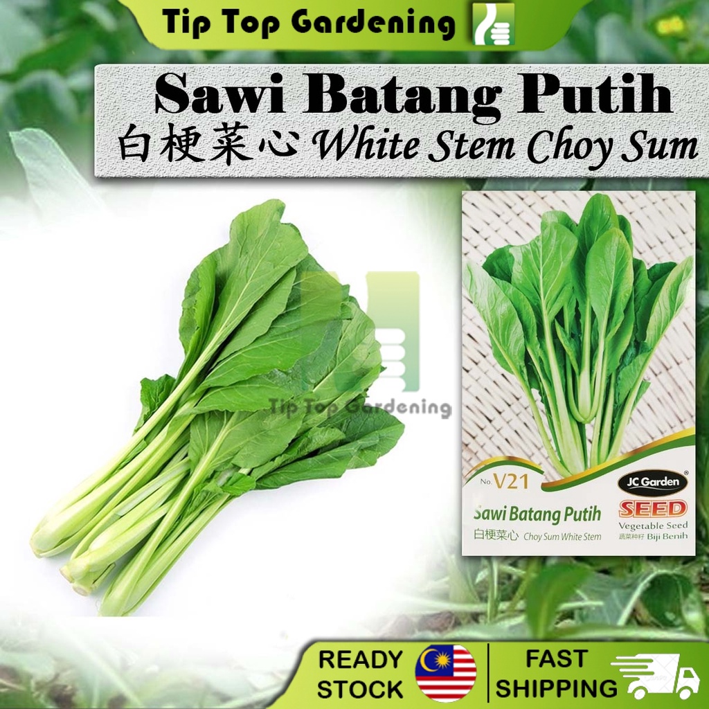 V21 Choy Sum White Stem Jc Garden Vegetable Seed Biji Benih Sawi Batang