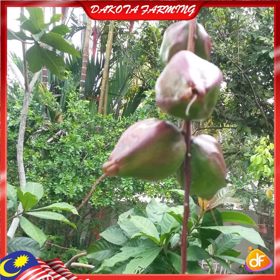Anak Pokok Putat Pokok Ulam Ulaman Rare | Shopee Malaysia