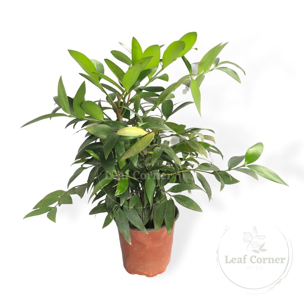 Agathis Borneensis Agathis Seedling Pokok Raja Kayu Damar Minyak ...