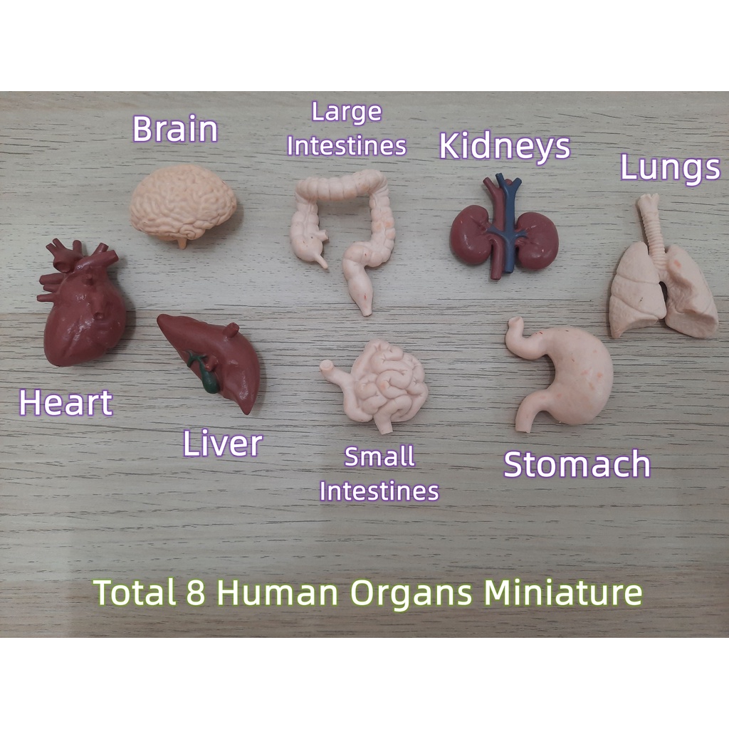 Human Organs Model + Free Printable / Organ Manusia / Montessori Human