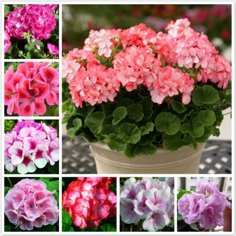 100pcs Mixed Colors Geranium Seeds Flower Seeds Balcony Potted ...