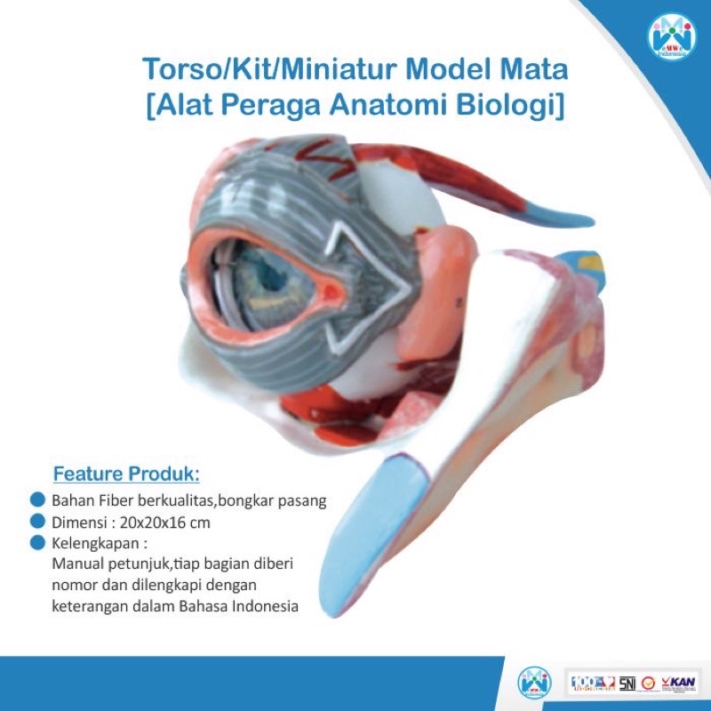MATA Human Eye Structure Anatomy Model - Biological Props [100% ...