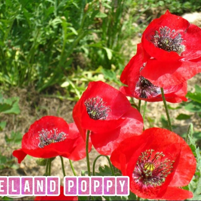 ICELAND POPPY SEED /High Germination/ {FREE SHIPPING} Shopee Malaysia