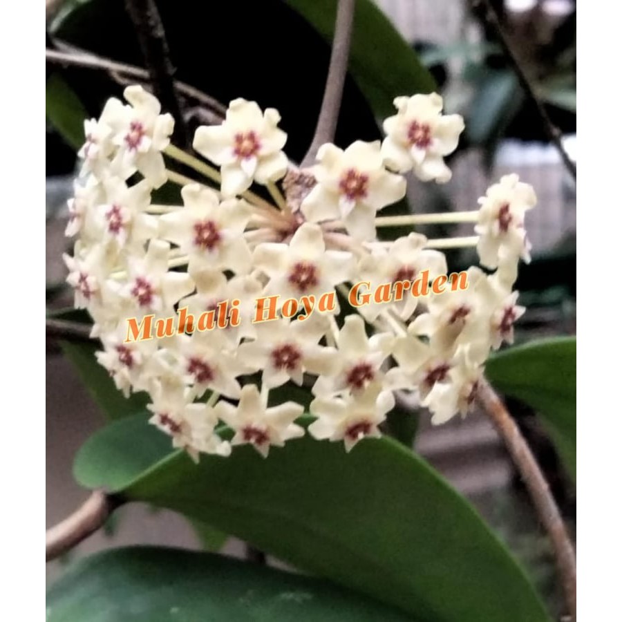 Hoya Rigida (real plant) | Shopee Malaysia