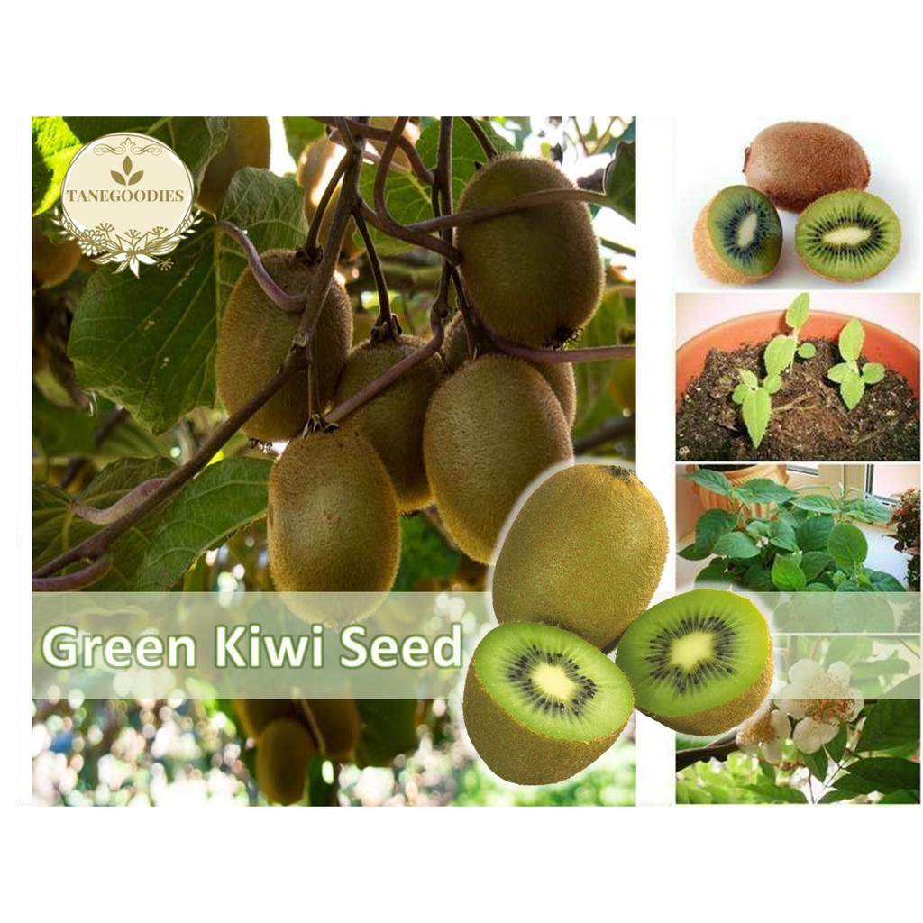 100pcs Seeds Green Kiwi Fruit Tree Plant Bonsai Fresh Hijau Shopee