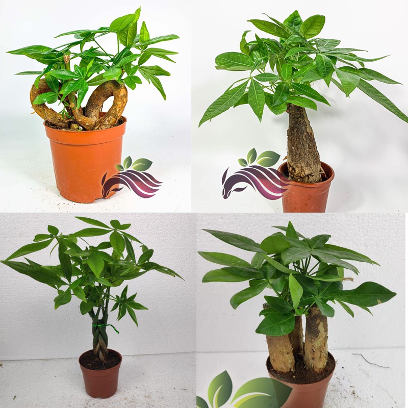 [Indoor plant] Pachira good luck tree 美金树 发财树 by LS Group | Shopee Malaysia