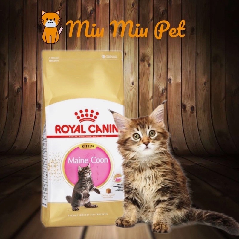 Royal canin kitten maine coon best sale 10 kg