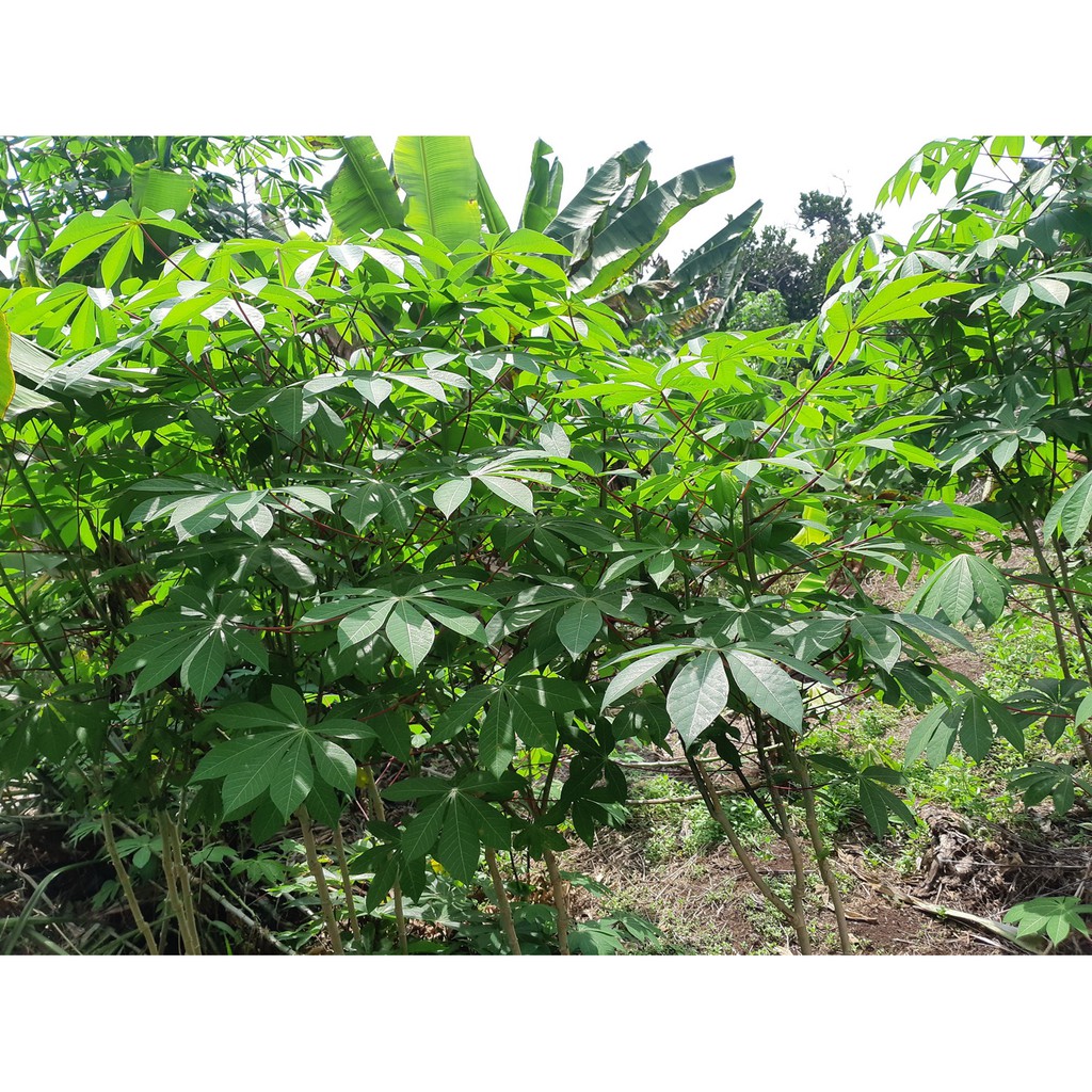 5 keratan batang pokok ubi kayu BATANG TANGKAI MERAH DAUN HIJAU ...