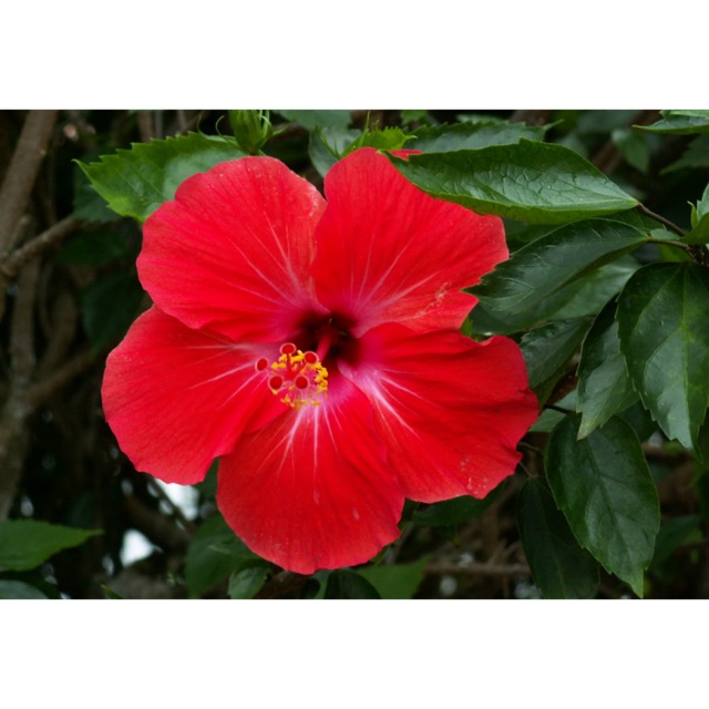 Pokok bunga Raya Merah Terang BERKHASIAT TERMURAH | Shopee Malaysia