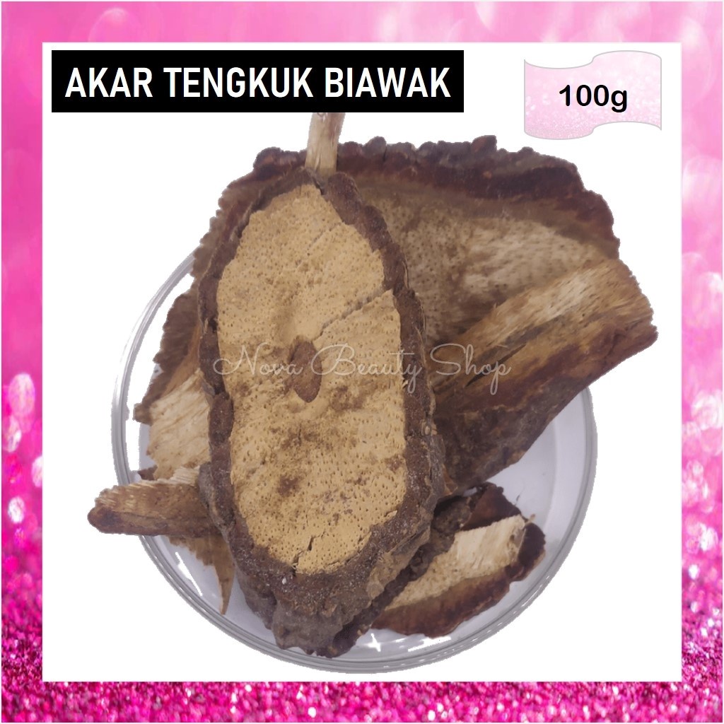 Akar Tengkuk Biawak asli (Fagraea acuminatissima) by Aqila (50g ...