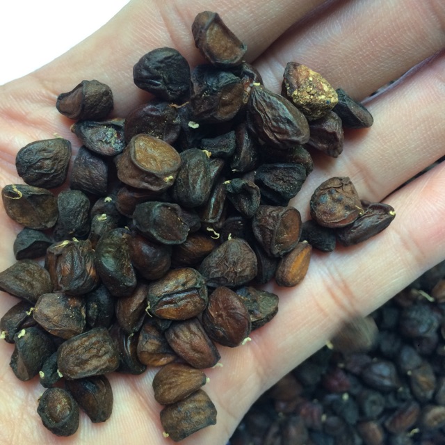 Trial sticky rice seeds (5 seeds) | Shopee Malaysia