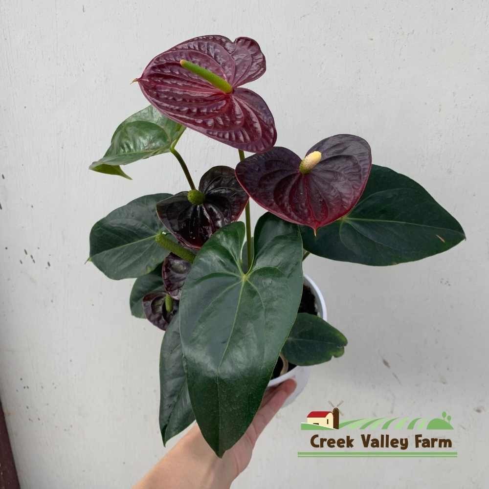 blush philodendron Philodendron squamicaule Blushing  Ecuagenera Orqudeas del Ecuador