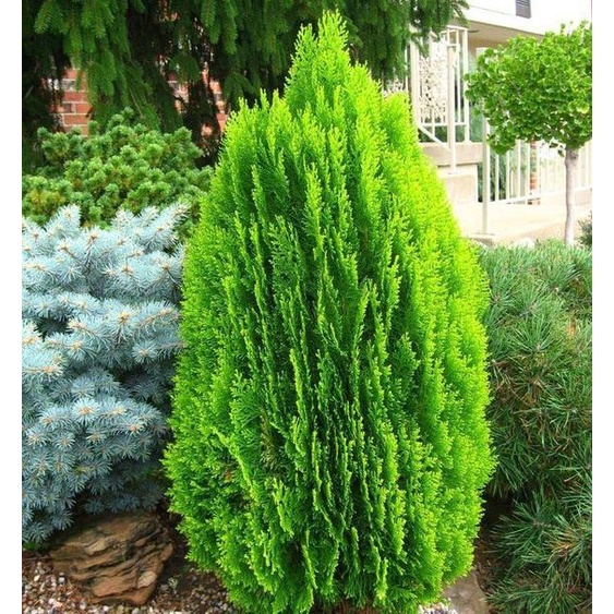 Thuja Orientalis Flat Pine real live outdoor plant 侧柏 anak pokok hidup ...