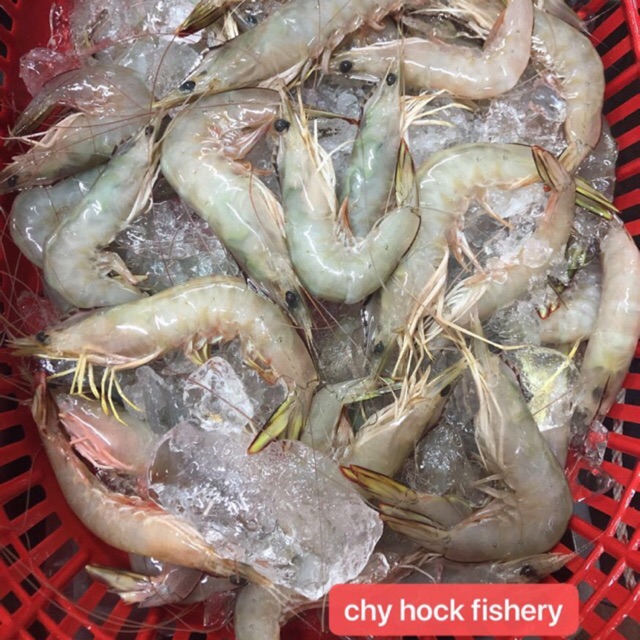 Kuala selangor local wild caught sea prawn Shopee Malaysia