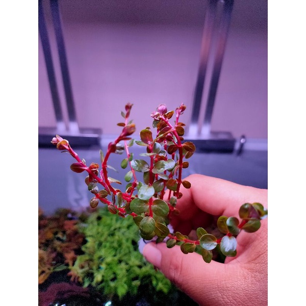 Aquarium Plant Rotala Rotundifolia H'ra (Emersed) Shopee Malaysia