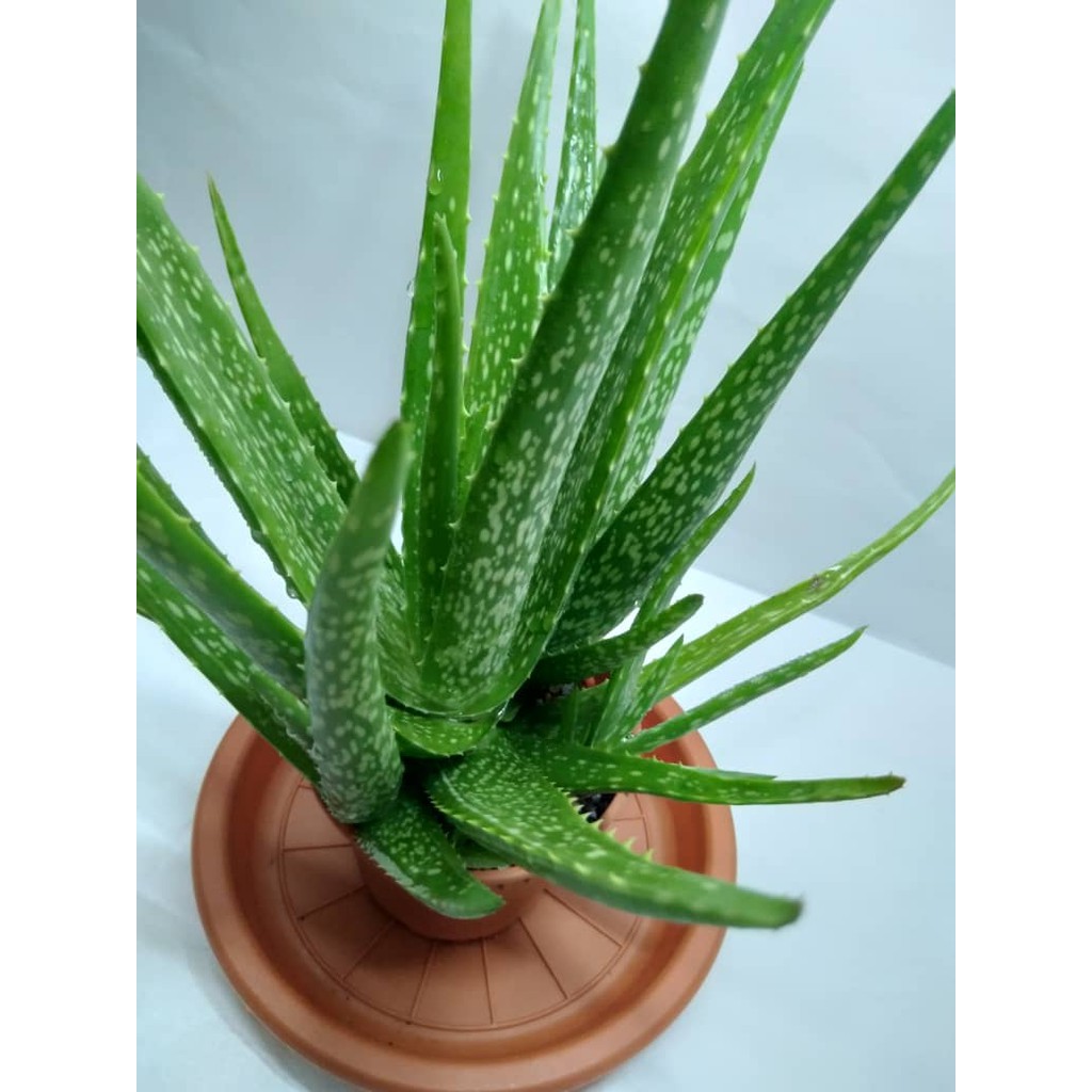 REAL LIVE PLANT BIG ALOVERA WITH PLASTIC POT REAL LIFE PLANT INDOOR