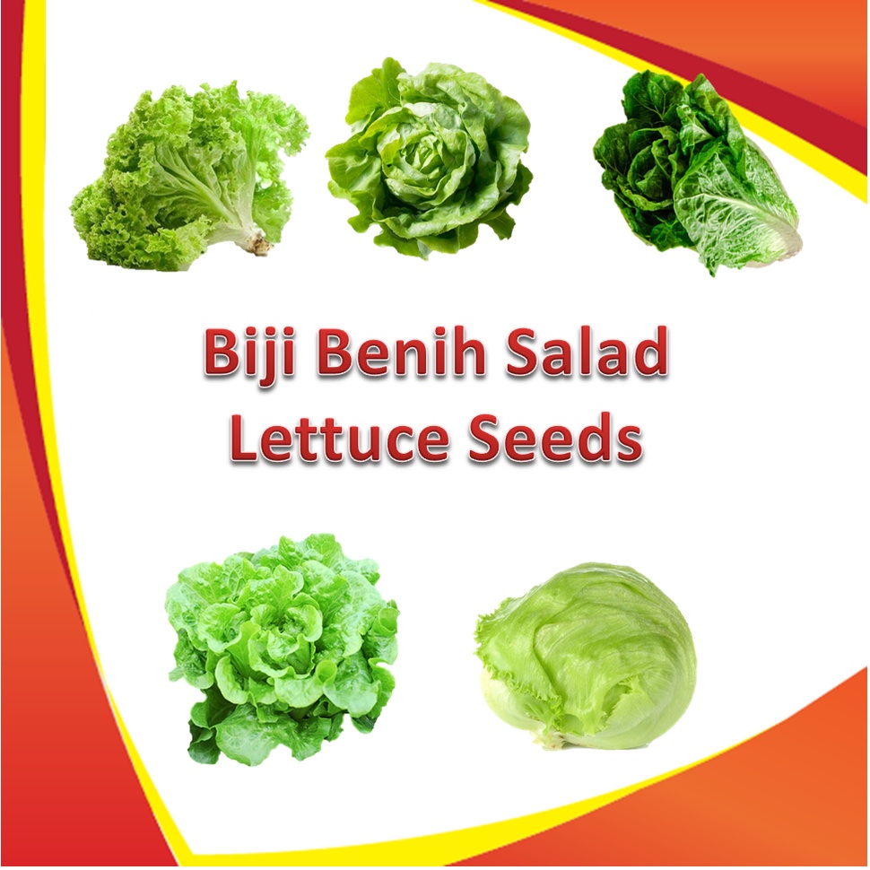 Biji Benih Salad / Lettuce Seeds ( Butterhead / Romaine / Italian