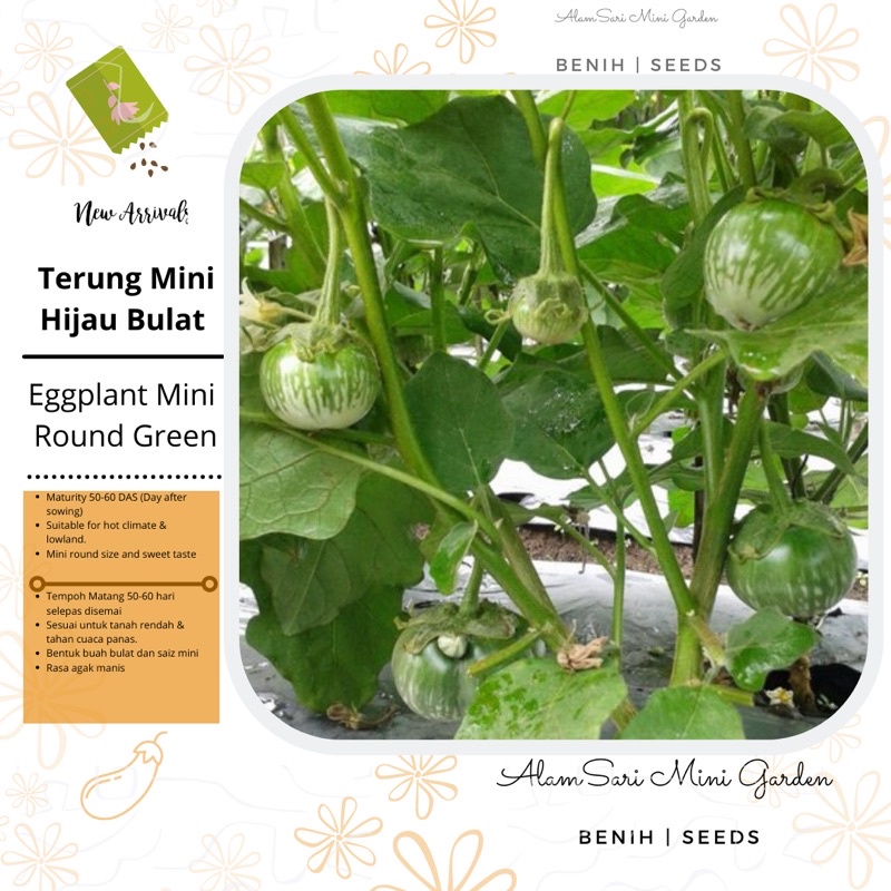 Biji Benih Terung Mini Hijau Terung Mini Hijau Eggplant Mini Green Repack Shopee Malaysia