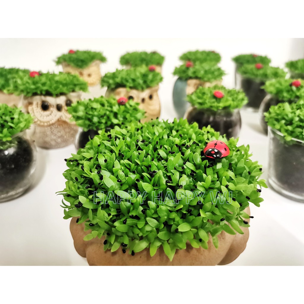 Live Dragon Fruit Seed Plant | Shopee Malaysia