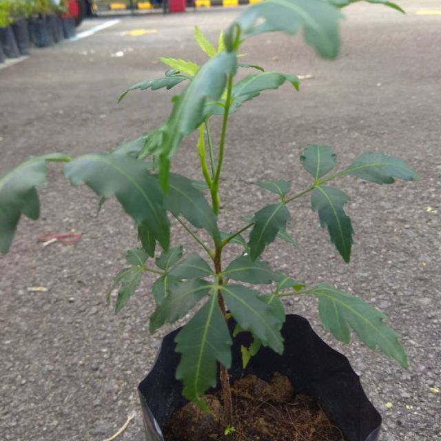 Pokok Semambu, Neem Tree | Shopee Malaysia