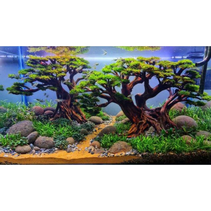 Bonsai Order Shopee Malaysia