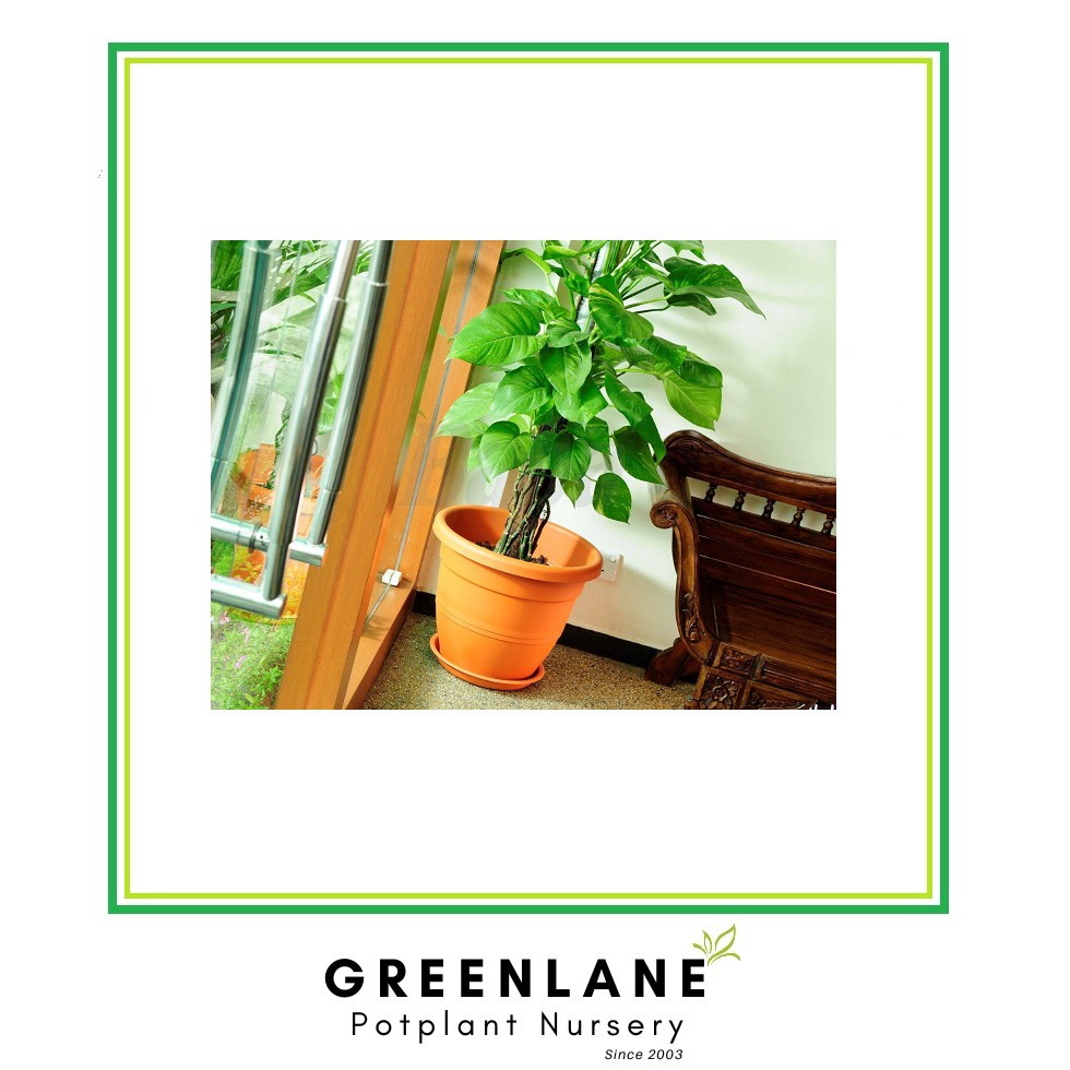 Baba EG-310 Biodegradable Flower Pot | Shopee Malaysia
