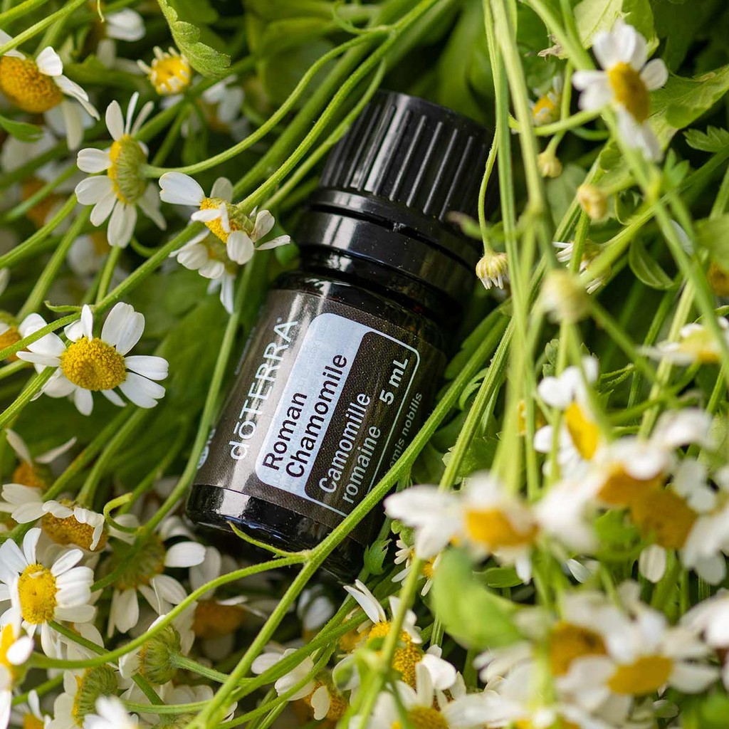 Roman Chamomile Essential Oil - 5ml