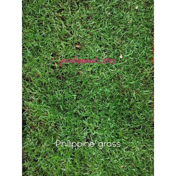 PEMBEKAL RUMPUT HIDUP / CARPET GRASS / JAPANESE GRASS / COW GRASS
