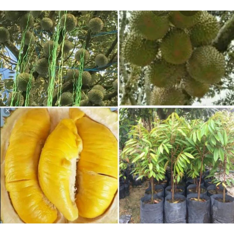 Anak Pokok Durian Musang King | Shopee Malaysia